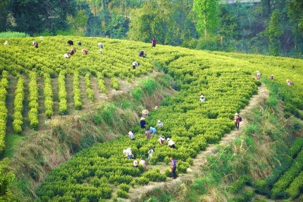 Guizhou's tea industry flourishes in global market｜贵州 “干净黔茶”瞄向国际市场